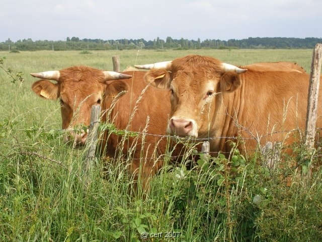 2007 05 Séjour en Brenne 029